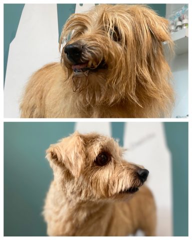 Northfolk Terrier Foto eines Hundes der Rasse Northfolk Terrier vor und nach der Pflege bei Dée Scherer Salon & Spa für Vierbeiner