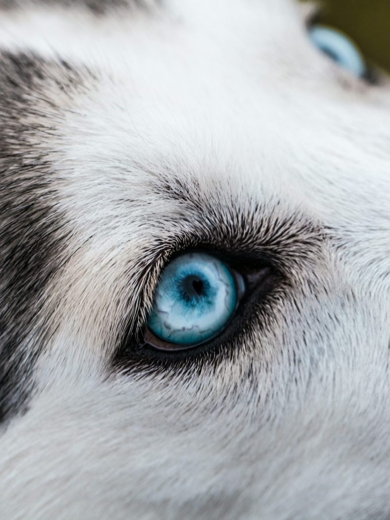 Nahaufnahme eines Hundes der Rasse Husky mit leuchtend blauem Augen und weiß-grauem Fell.