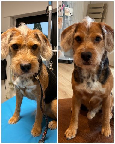 Beagle-Terrier-Mix Foto eines Hundes der Rasse Beagle-Terrier-Mix vor und nach der Pflege bei Dée Scherer Salon & Spa für Vierbeiner