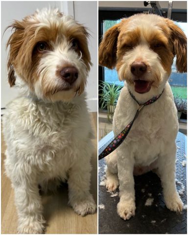 Wasserhund-Mix Foto eines Hundes der Rasse Wasserhund-Mix vor und nach der Pflege bei Dée Scherer Salon & Spa für Vierbeiner