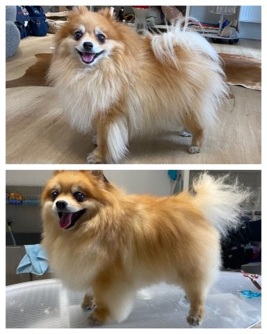 Pomeranian Dieser Pomeranian wurde mit dem Unterwoll-Programm im Hundesalon Dée Scherer Salon & Spa für Vierbeiner gepflegt