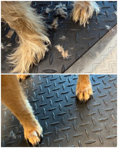 Terrier-Mix Foto der Pfoten der Rasse Terriermix vor und nach der Pflege bei Dée Scherer Salon & Spa für Vierbeiner