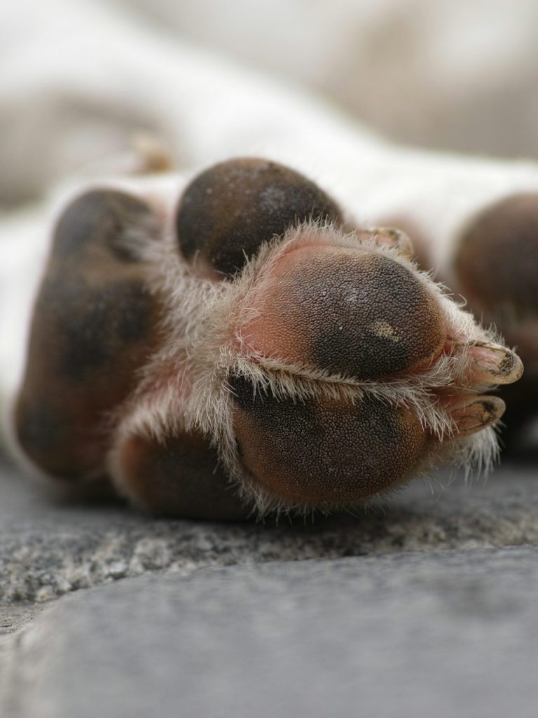 Pfote eines Hundes mit gepflegten Ballen und Krallen