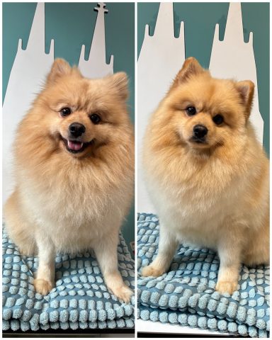 Zwergspitz Foto eines Hundes der Rasse Zwergspitz
vor und nach der Pflege bei Dée Scherer Salon & Spa für Vierbeiner