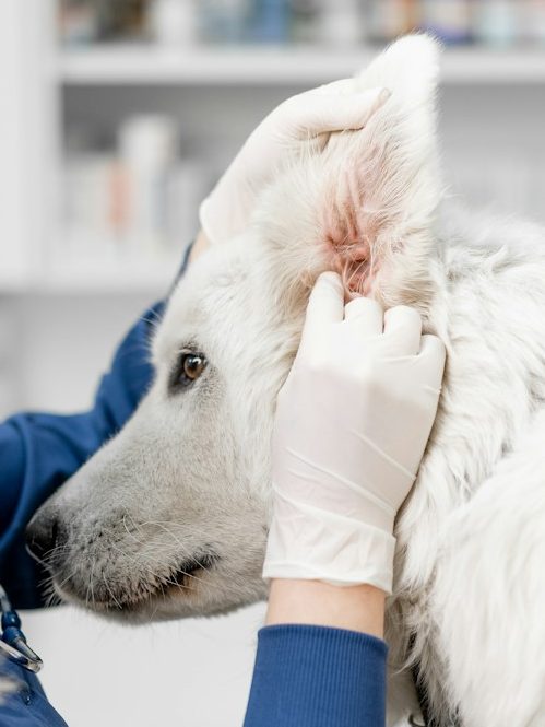 Thalasso-Programm: Baden, Thalassotherapie mit mineralstoffreichem Meeresschlamm, Augen-, Ohren-, Pfotenpflege Hund der Rasse Rauhaardackel wird mit Thalassoschlamm massiert.