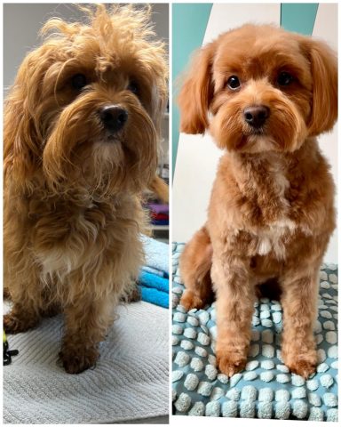 Cavapoo Foto eines Hundes der Rasse Cavapoo vor und nach der Pflege bei Dée Scherer Salon & Spa für Vierbeiner
