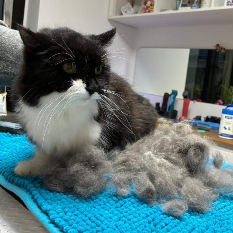 Eine schwarz-weiße Maincoon-Mix Katze wurde im Salon von Dée Scherer gepflegt & sitzt neben einem großen Berg herausgebürsteter Unterwolle