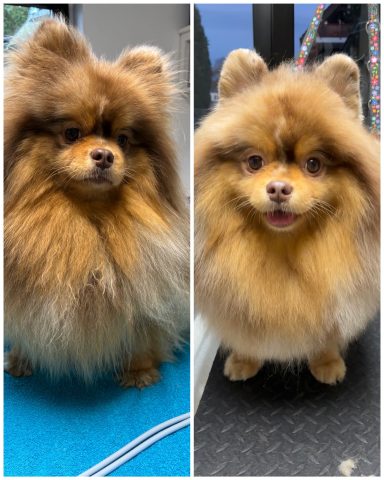Pomeranian Foto eines Hundes der Rasse Pomeranian vor und nach der Pflege bei Dée Scherer Salon & Spa für Vierbeiner