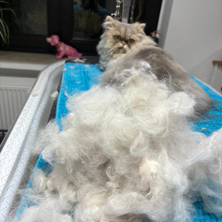 Eine hellgrau-weiße Perserkatze wurde im Salon von Dée Scherer gepflegt & sitzt neben einem großen Berg herausgebürsteter Unterwolle