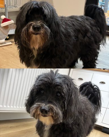 Tibet-Terrier-Pudel-Mix Foto eines Hundes der Rasse Tibet-Terrier-Pudel-Mix vor und nach der Pflege bei Dée Scherer Salon & Spa für Vierbeiner