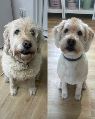 Foto eines Hundes der Rasse Golden Doodle vor und nach der Pflege bei Dée Scherer Salon & Spa für Vierbeiner