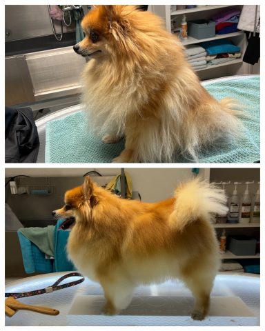 Pomeranian Dieser Pomeranian wurde mit dem Unterwoll-Programm im Hundesalon Dée Scherer Salon & Spa für Vierbeiner gepflegt