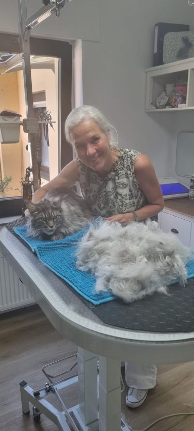 Foto eines Maine Coon Katers nach der Pflege bei Dée Scherer Salon & Spa für Vierbeiner