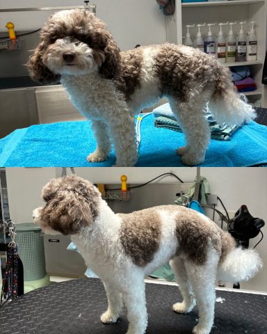 Zwergpudel Foto eines Hundes der Rasse Zwergpudel vor und nach der Pflege bei Dée Scherer Salon & Spa für Vierbeiner