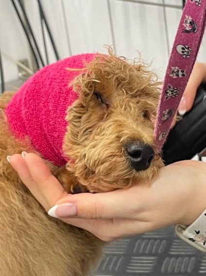 Ein Hund der Rasse Doodle legt seinen Kopf während des Föhnens schläfrig in die Hand von Groomerin Desirée.
