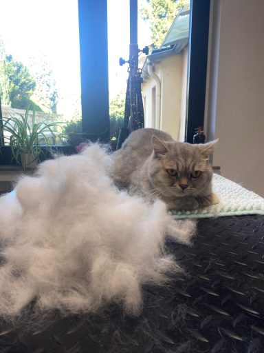 Foto einer British Kurzhaar Katze nach der Pflege bei Dée Scherer Salon & Spa für Vierbeiner