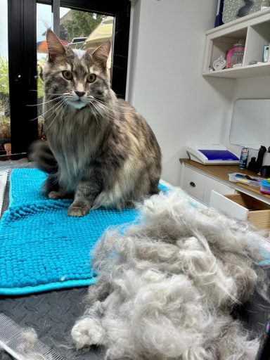 Foto eines Maine Coon Katers nach der Pflege bei Dée Scherer Salon & Spa für Vierbeiner