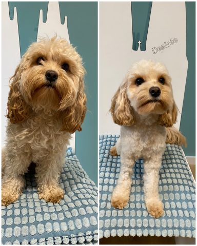 Cavapoo Foto eines Hundes der Rasse Cavapoo vor und nach der Pflege bei Dée Scherer Salon & Spa für Vierbeiner