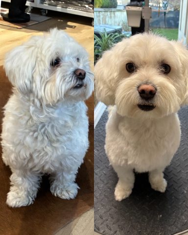 Maltipoo Foto eines Hundes der Rasse Maltipoo vor und nach der Pflege bei Dée Scherer Salon & Spa für Vierbeiner