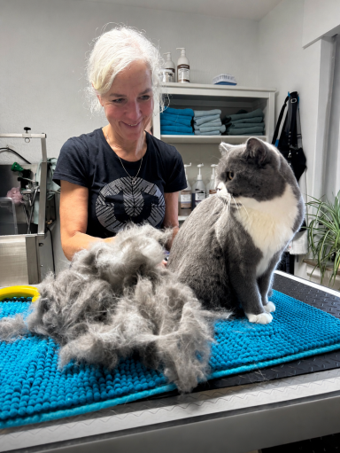Foto eines British Kurzhaar Katers nach der Pflege bei Dée Scherer Salon & Spa für Vierbeiner