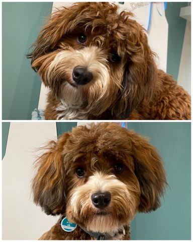 Havaneser Foto eines Hundes der Rasse Havaneser vor und nach der Pflege bei Dée Scherer Salon & Spa für Vierbeiner