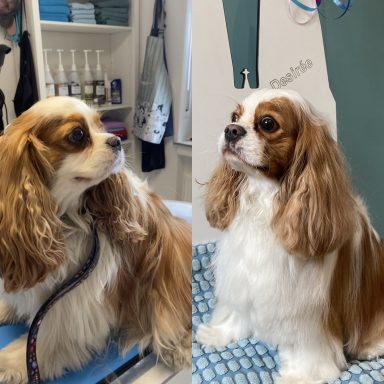Cavalier King Charles Foto eines Hundes der Rasse Cavalier King Charles vor und nach der Pflege bei Dée Scherer Salon & Spa für Vierbeiner
