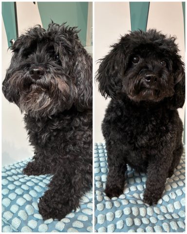 Cavapoo Foto eines Hundes der Rasse Cavapoo vor und nach der Pflege bei Dée Scherer Salon & Spa für Vierbeiner