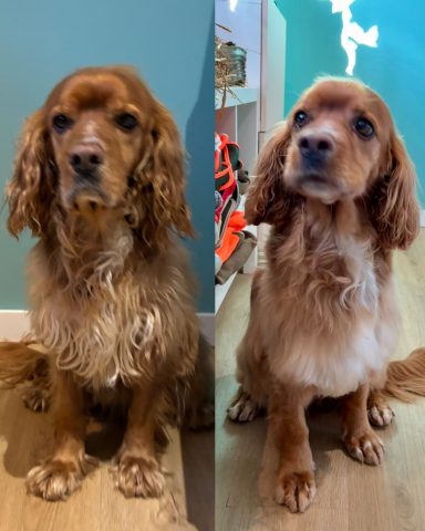 Cocker Spaniel Foto eines Hundes der Rasse Cocker Spaniel vor und nach der Pflege bei Dée Scherer Salon & Spa für Vierbeiner