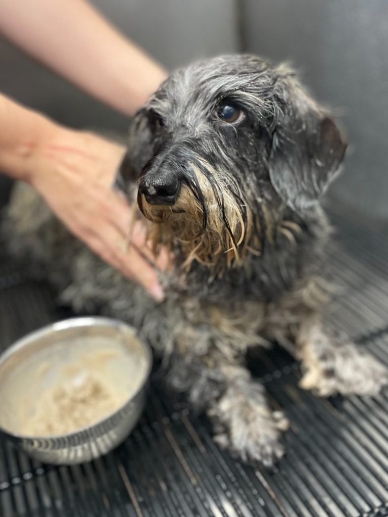 Hund der Rasse Rauhaardackel wird mit Thalassoschlamm massiert.